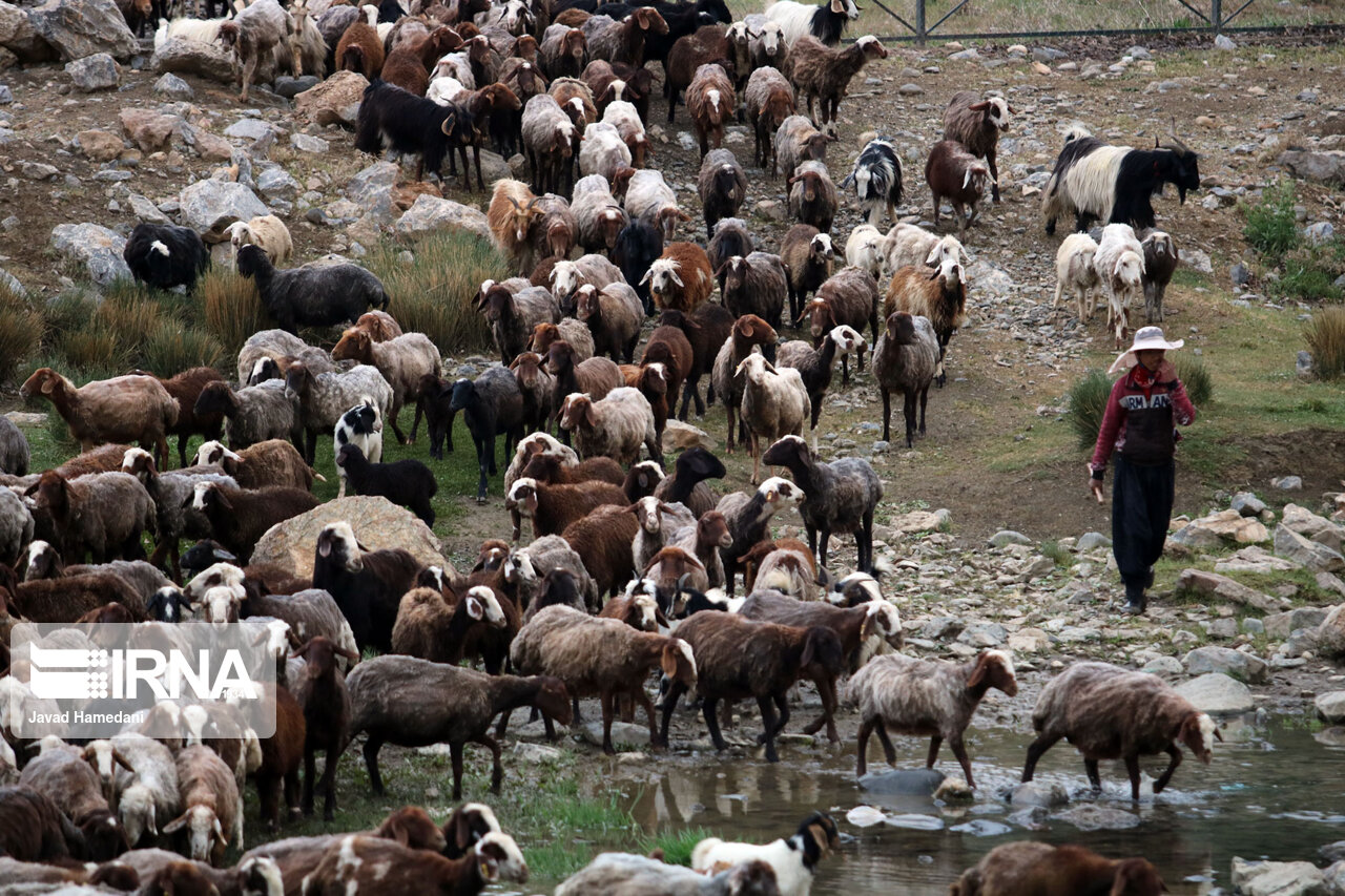 ۳۲ هزار دامدار خراسان شمالی تا ۸ آذر فرصت تمدید مجوز چرای دام دارند