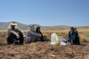 برداشت نخود در شهرستان دلفان