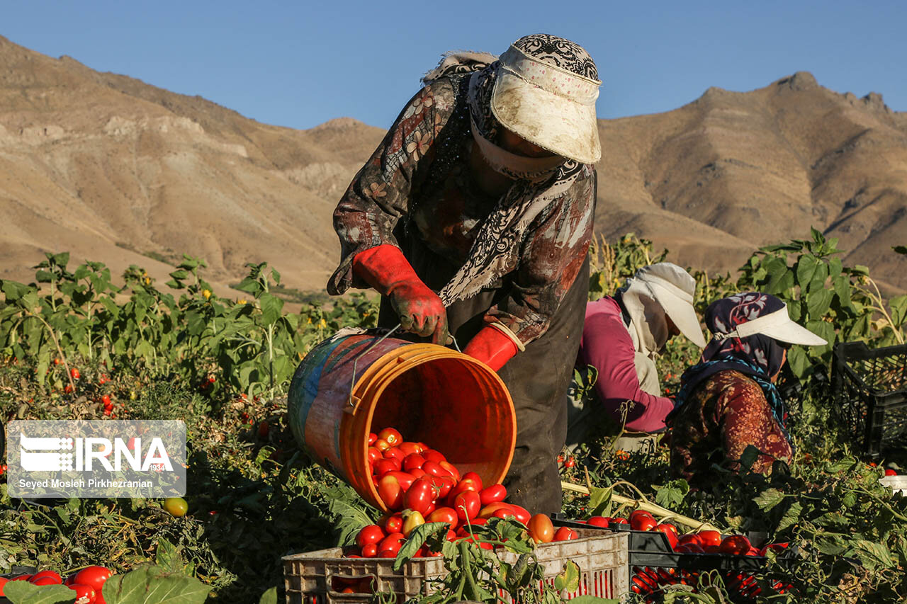 برداشت ۴۰۰ هزار تن گوجه ‌فرنگی از مزارع آذربایجان‌غربی آغاز شد