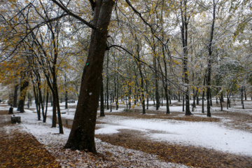 Iran-décembre 2024 : chutes de neige d’automne à Rasht au nord (Photo : Mojtaba Mohammadi)