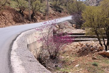 بهار زیبا در دره ارغوان