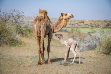 La faune et la flore de la région de Chamim dans le sud-ouest de l’Iran 