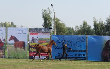 بیست و نهمین جشنواره قهرمانی زیبایی اسب اصیل ایرانی در گتوند