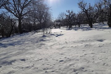 طبیعت زیبای برفی در اشنویه