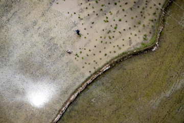 Terraced cultivation of rice in northern Iran