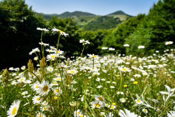 Wandering in Nature