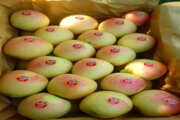 ۴۸ هزار تُن سیب از باغ‌های میاندوآب برداشت شد