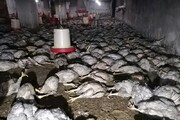 ۶ هزار قطعه مرغ در آتش‌سوزی مرغداری مهاباد تلف شدند