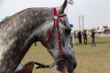 پانزدهمین جشنواره ملی زیبایی اسب ترکمن در صوفیان