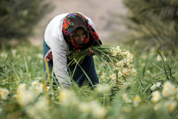 La récolte des narcisses en Iran 