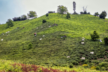 Lahijan tea