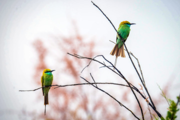 La faune et la flore de la région de Chamim dans le sud-ouest de l’Iran 