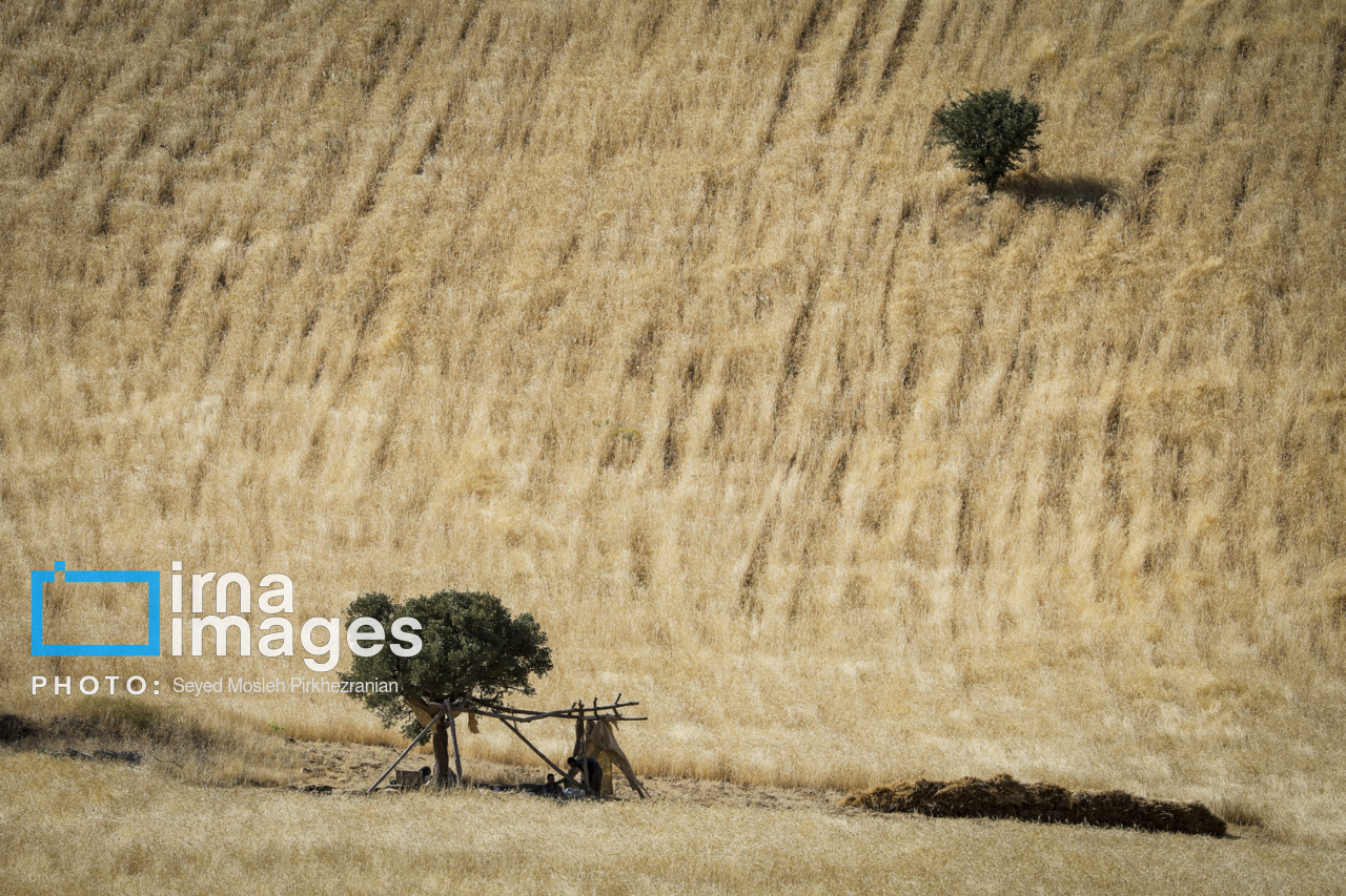 برداشت سنتی گندم از مزارع کردستان