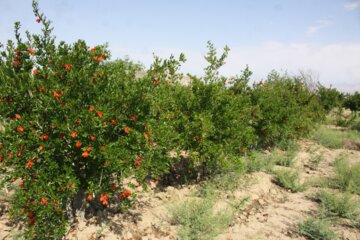 گل دهی و گرده افشانی درختان انار در سمنان