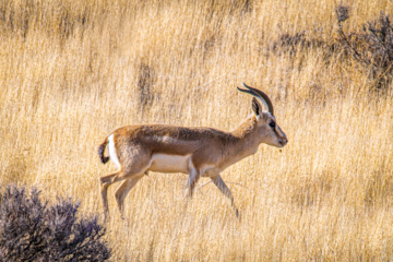 Iranian goitered gazelle