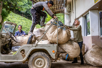 Lahijan tea