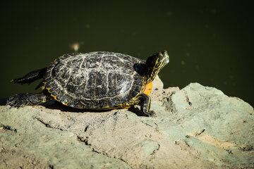 El Zoo Eram de Teherán
