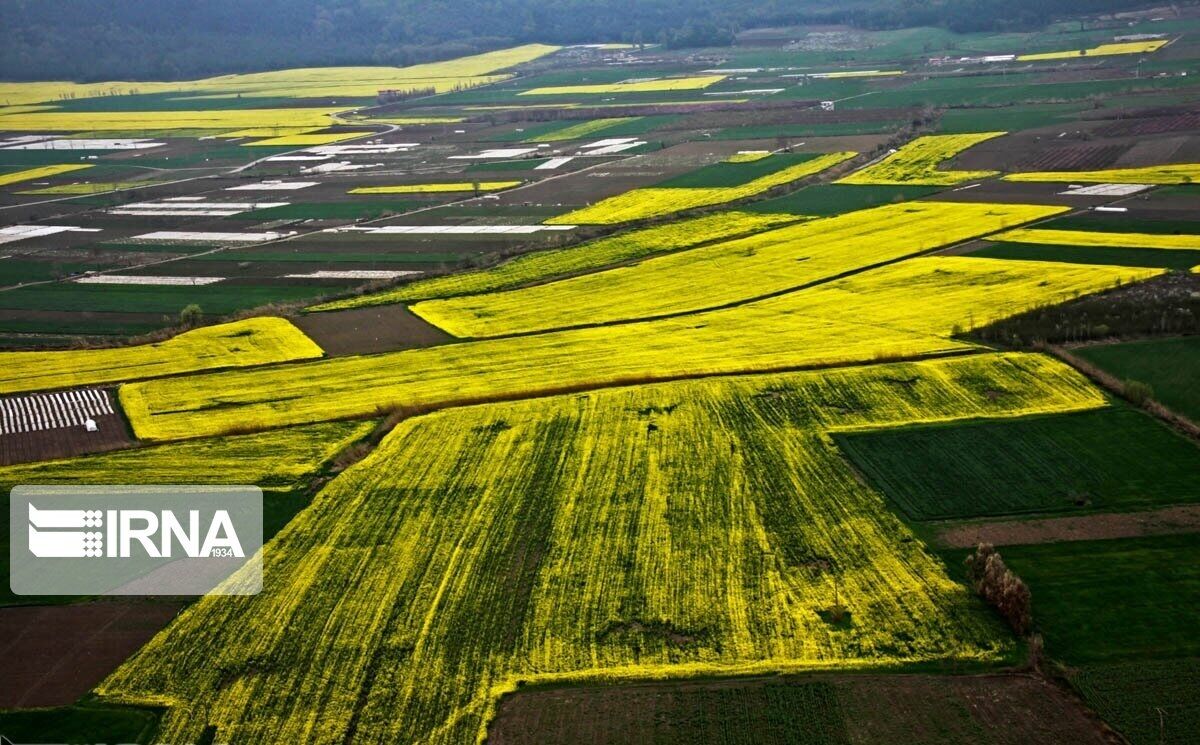 کاهش بهره‌وری و تهدید امنیت غذایی؛ چالش خردشدن اراضی زراعی گلستان  