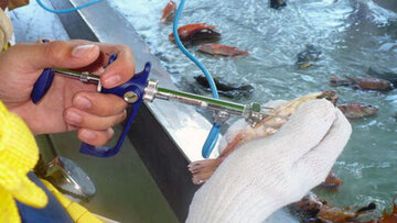گواهی سلامت ۱۴۰۰ تن انواع ماهیان غیرماکول در بندرچابهار صادر شد