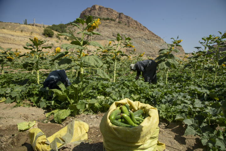 دپوی غیر اصولی زباله در سنندج