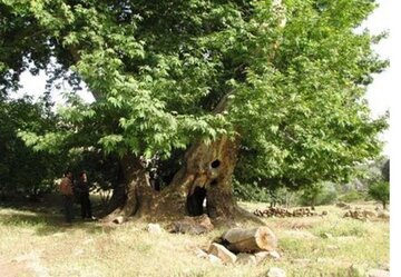 پرونده ۷ اثر طبیعی خراسان شمالی آماده ثبت در فهرست آثار ملی است