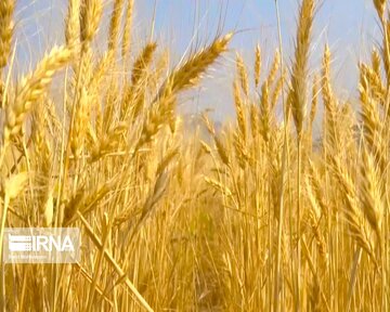 ۸۱۳ هزار تن گندم در کردستان تولید می شود