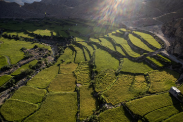 Terraced cultivation of rice in northern Iran