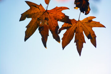 Autumn leaves in Pahlavanpur Garden