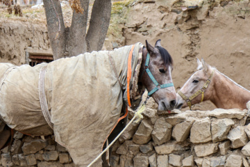 Caballo turcomano