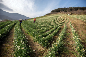 Iran : récolte des narcisses dans la province du Golestan 