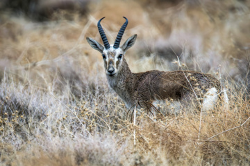 Iranian goitered gazelle