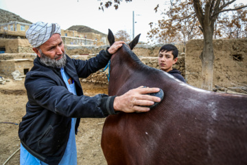 Caballo turcomano