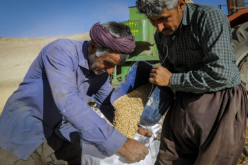 Traditional wheat harvest in western Iran