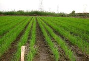 خشکه‌کاری برنج راهکار صرفه‌جویی آب و مبارزه با خشکسالی گلستان است