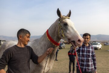 پانزدهمین جشنواره ملی زیبایی اسب ترکمن در صوفیان