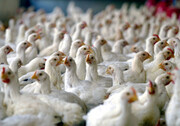 اعطای "آرین کارت" به تولیدکنندگان مرغ آرین