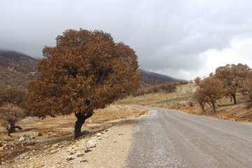 طبیعت پائیزی کوهستان