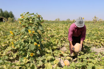 برداشت کدو حلوایی از جالیزهای شهرستان مشکین شهر