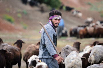 زندگی عشایر در مراتع همدان