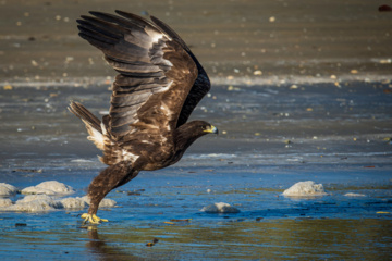 World Migratory Bird Day