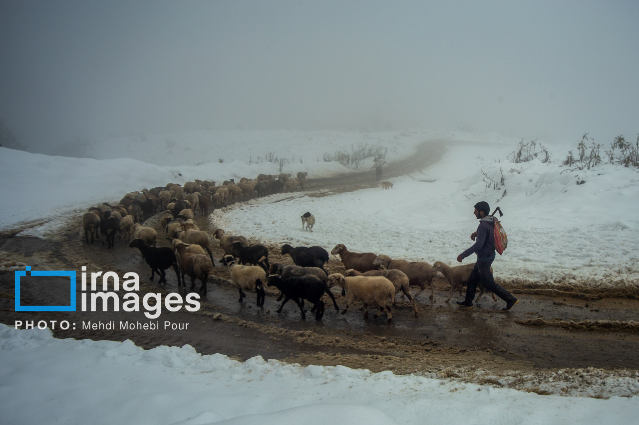 برف پاییزی در مازندران