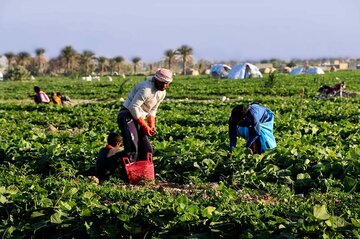 رئیس اتاق: فقدان مقررات موجب انباشت محصولات صادراتی کرمان شد