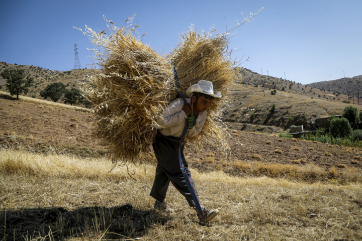 برداشت سنتی گندم از مزارع کردستان