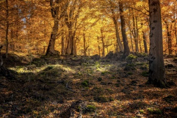 L'automne dans les forêts hyrcaniennes expose la magie de la nature dans chaque feuille. Le paysage intact et pittoresque de ces forêts en automne montre l'importance historique et la diversité végétale de ce trésor naturel iranien. 