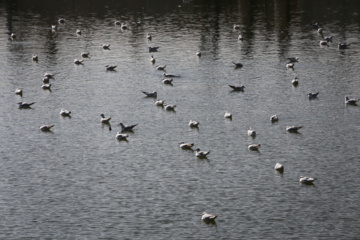 Chiraz accueille des mouettes