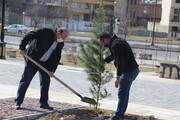 درختکاری در حاشیه جاده‌های مازندران؛ بذر امید در دل ناکامی تاریخی 