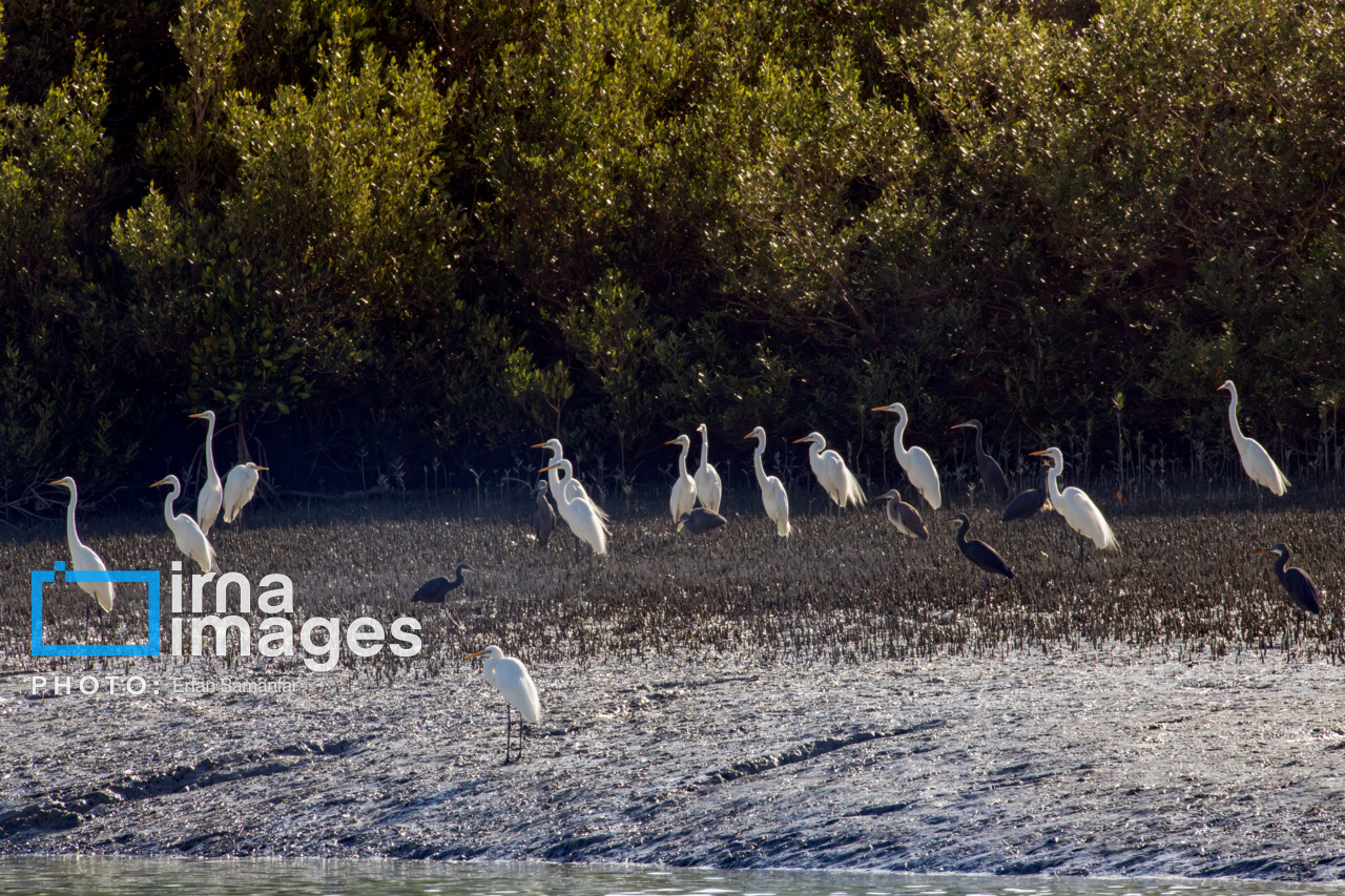 Iran actively protecting endangered migratory birds: Official