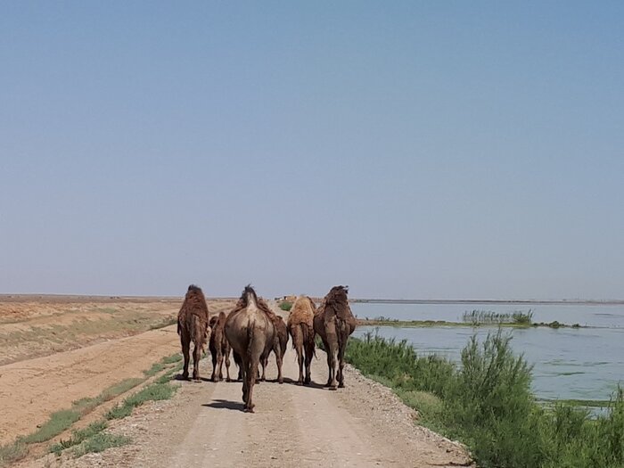 تالاب‌های قزوین، در ترسالی زیبا و در خشکسالی غمگین هستند