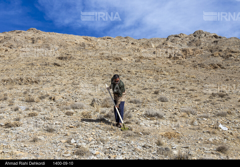 پویش مردمی بذرکاری برای احیای جنگل های زاگرس در شهرکرد