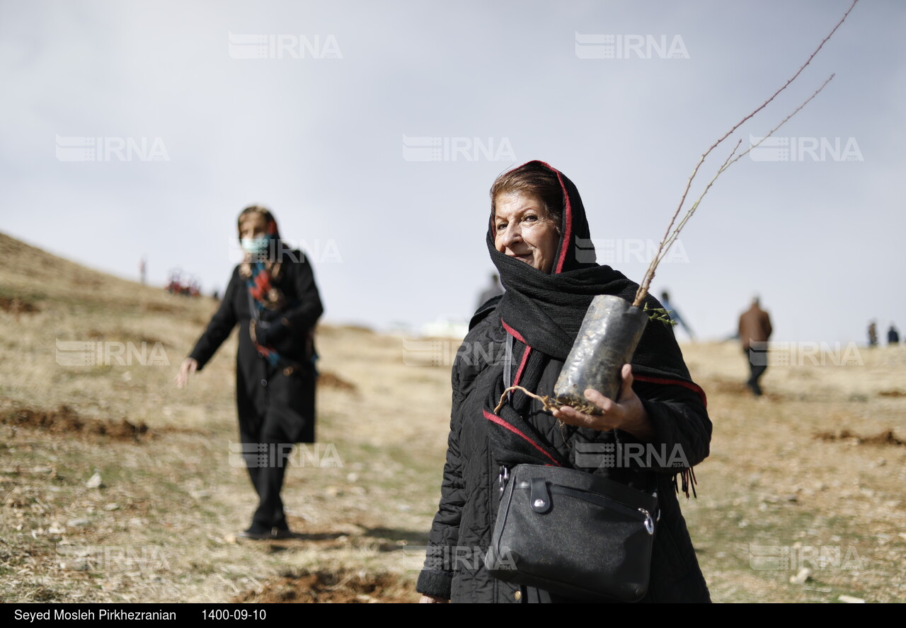 پویش مردمی بذرکاری برای احیای جنگل های زاگرس